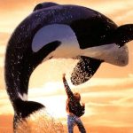 Keiko, l'orque star de Sauvez Willy, en pleine figure au-dessus de son dresseur