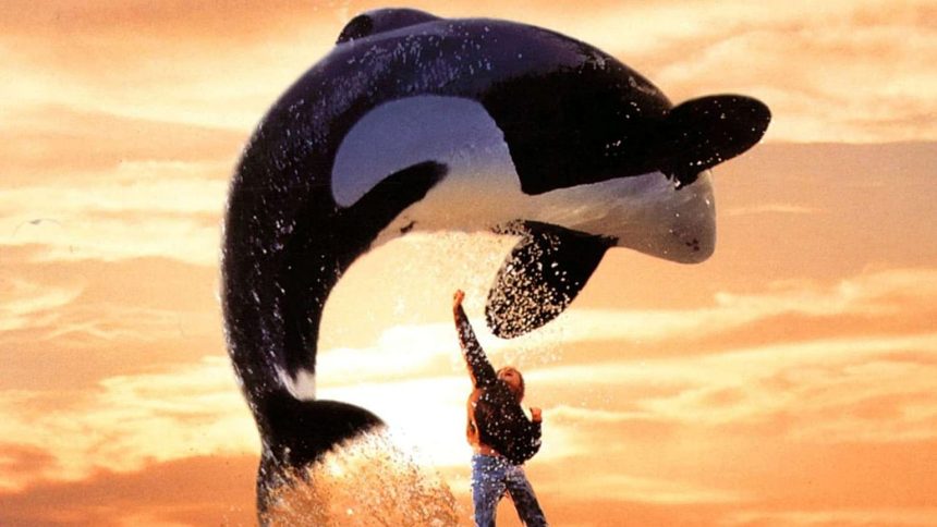 Keiko, l'orque star de Sauvez Willy, en pleine figure au-dessus de son dresseur
